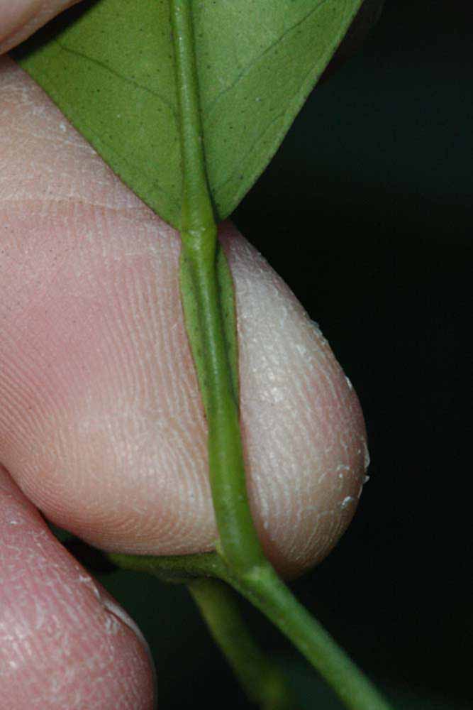              Petiole (Riverside, CA)       